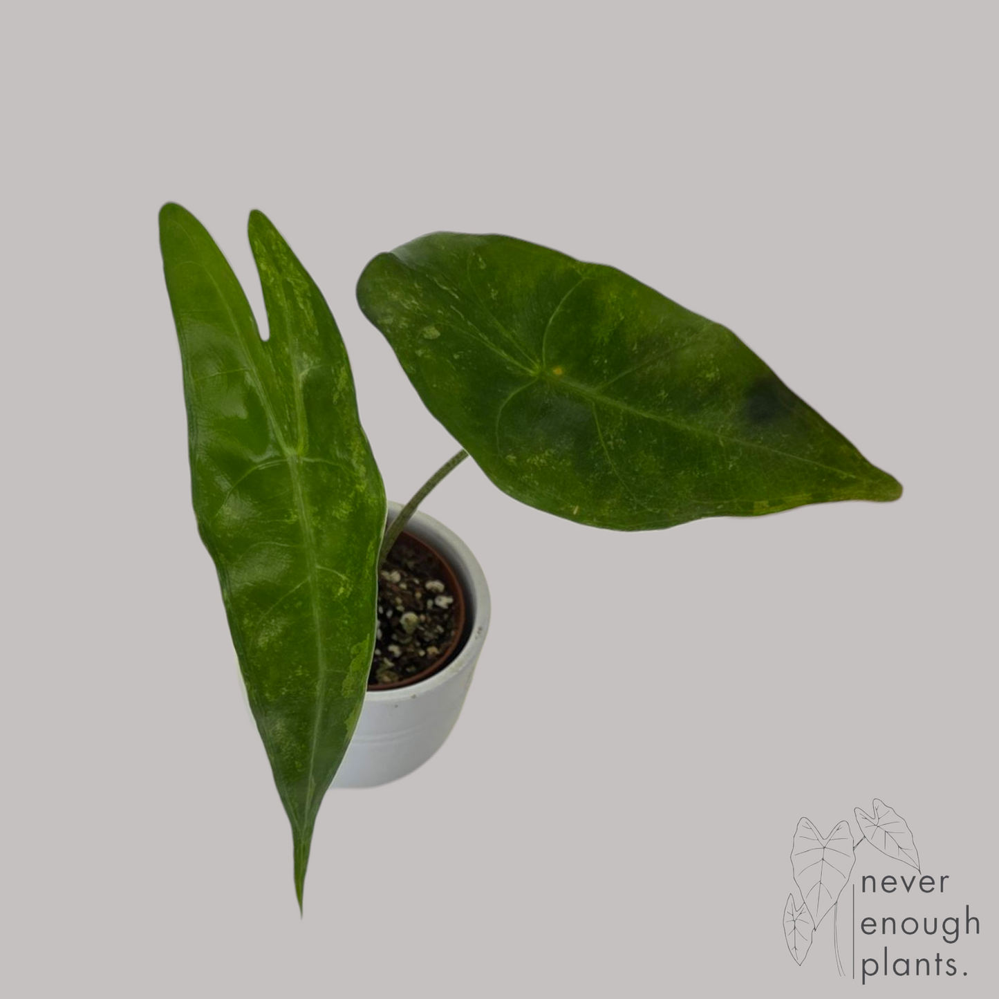 Alocasia Longiloba Aurea Variegata