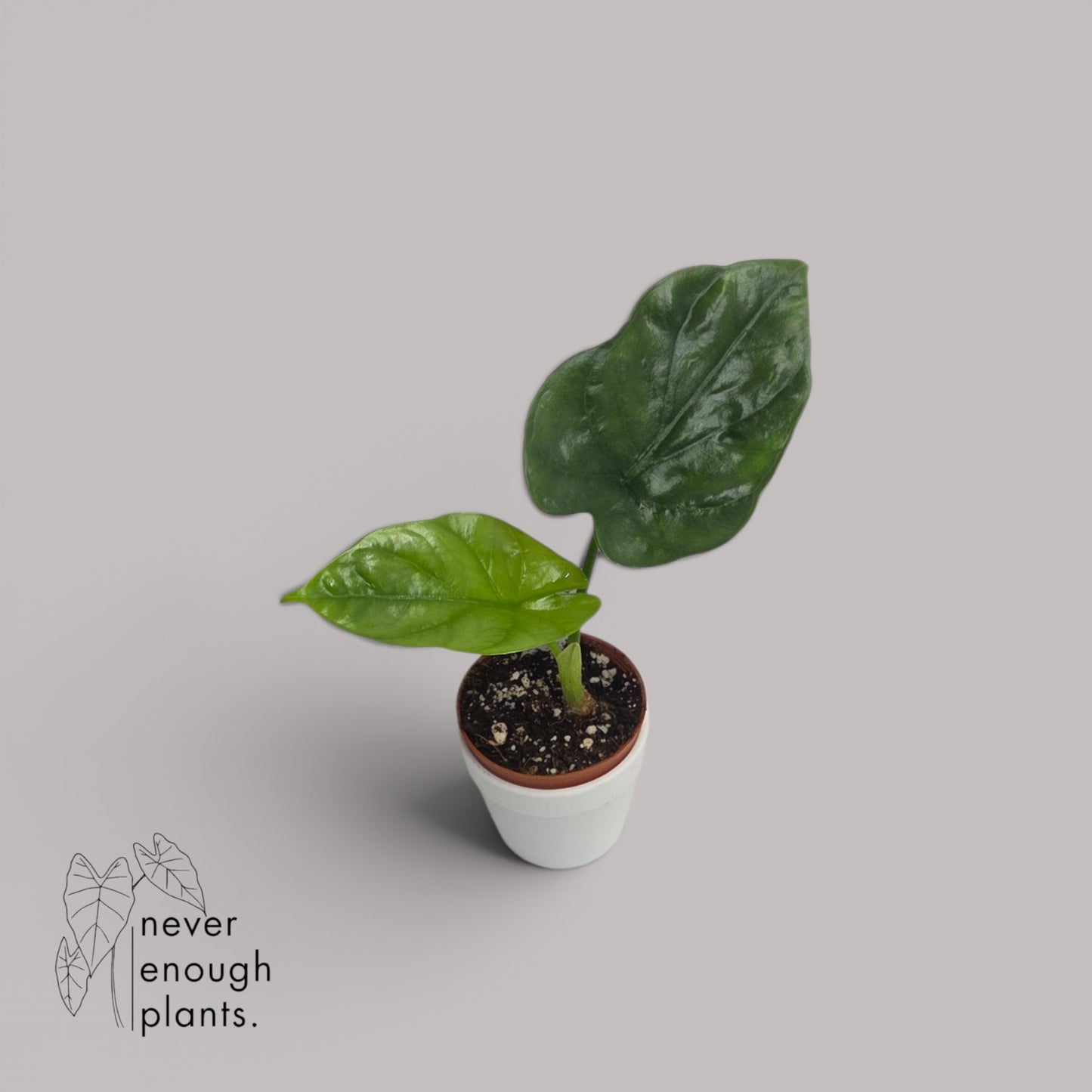 Alocasia 'Lukiwan'