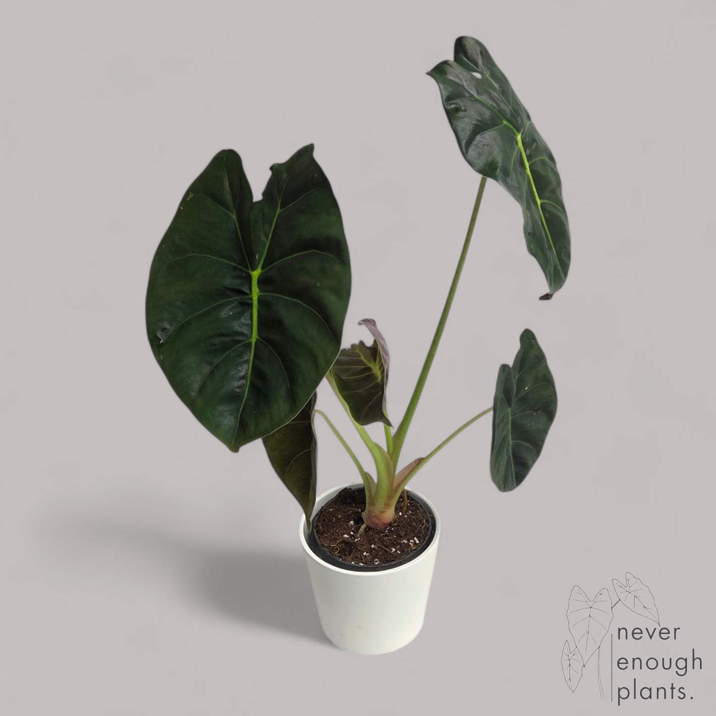 Alocasia Golden Bone