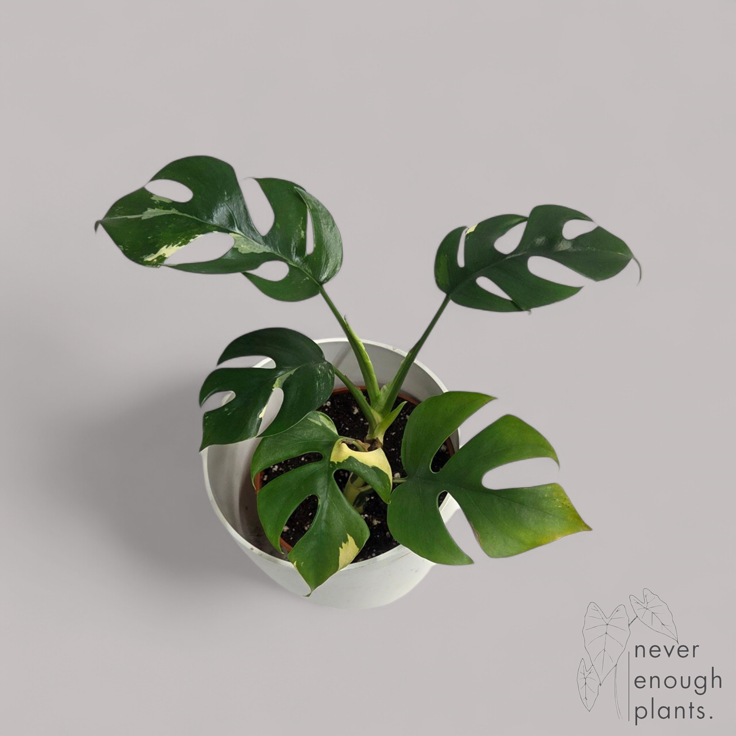 Rhaphidophora tetrasperma Variegata (Monstera minima)