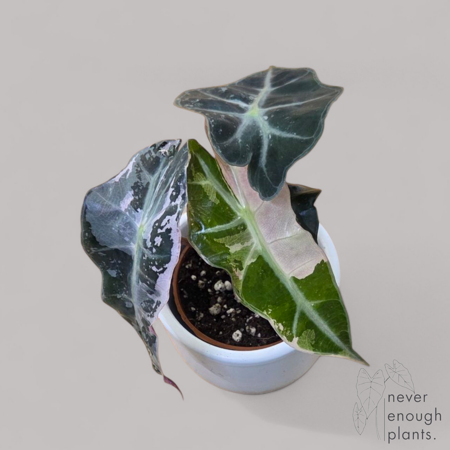 Alocasia Polly Variegata