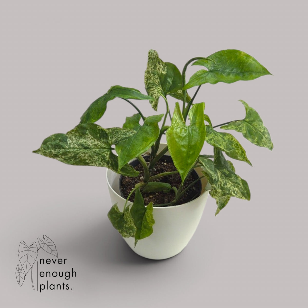 Syngonium podophyllum 'Mottled Leaf'