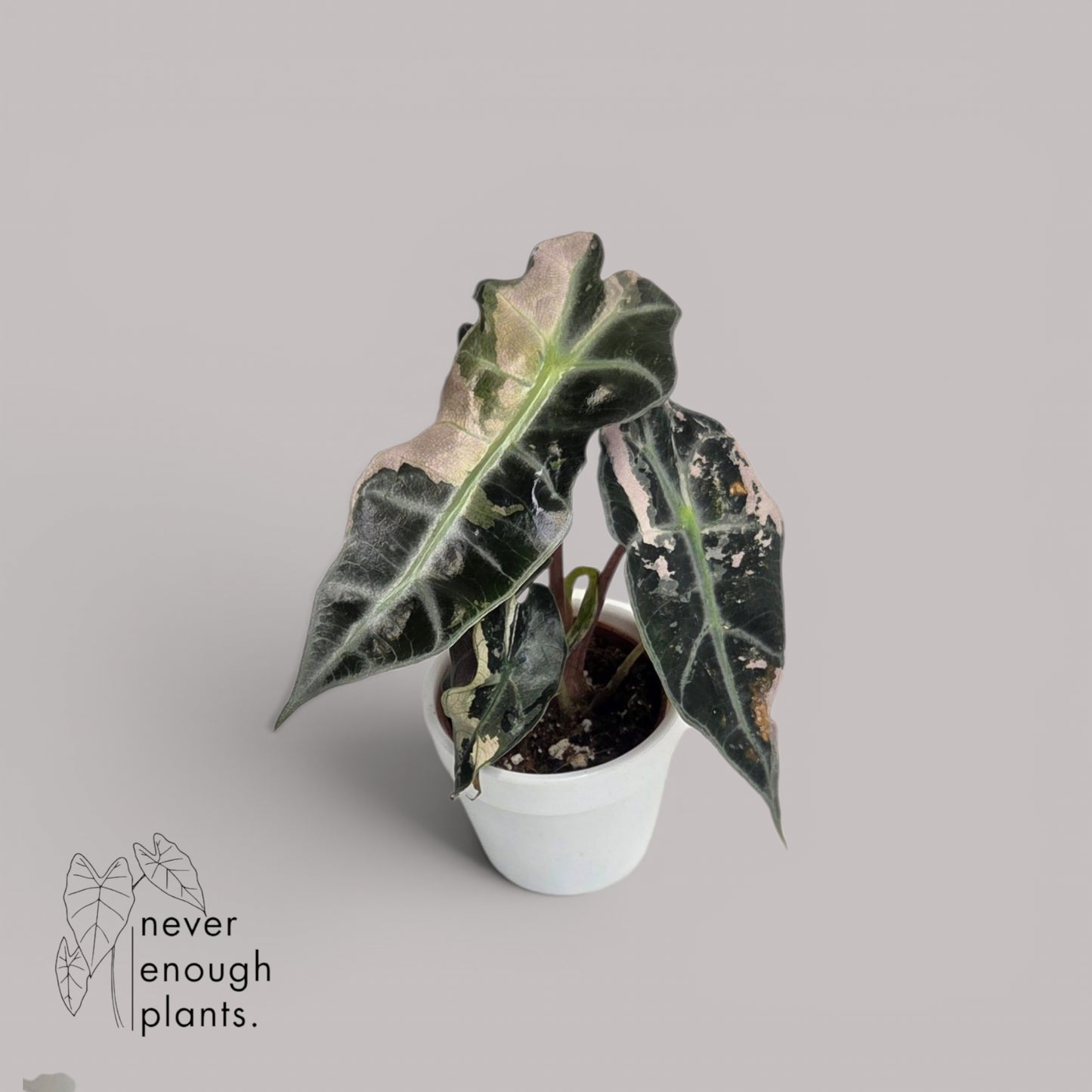 Alocasia Polly Variegata
