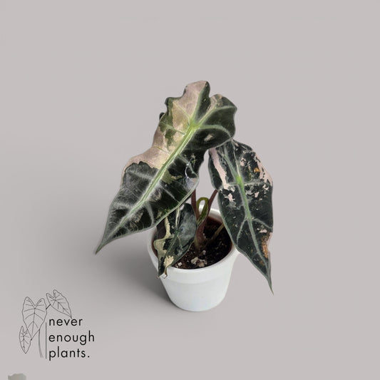 Alocasia Polly Variegata