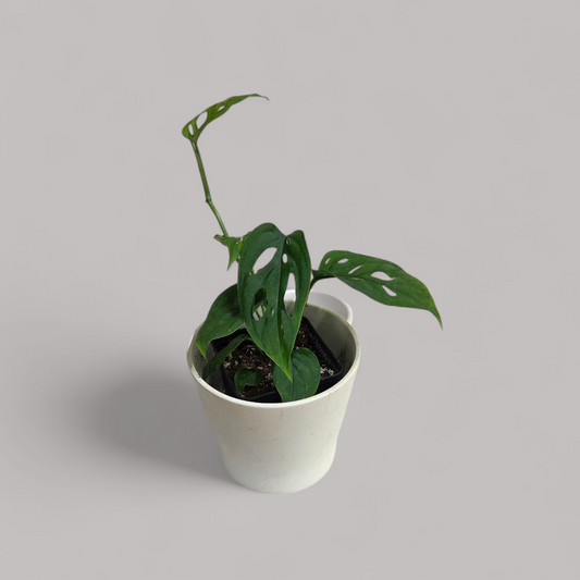 Monstera Esqueleto