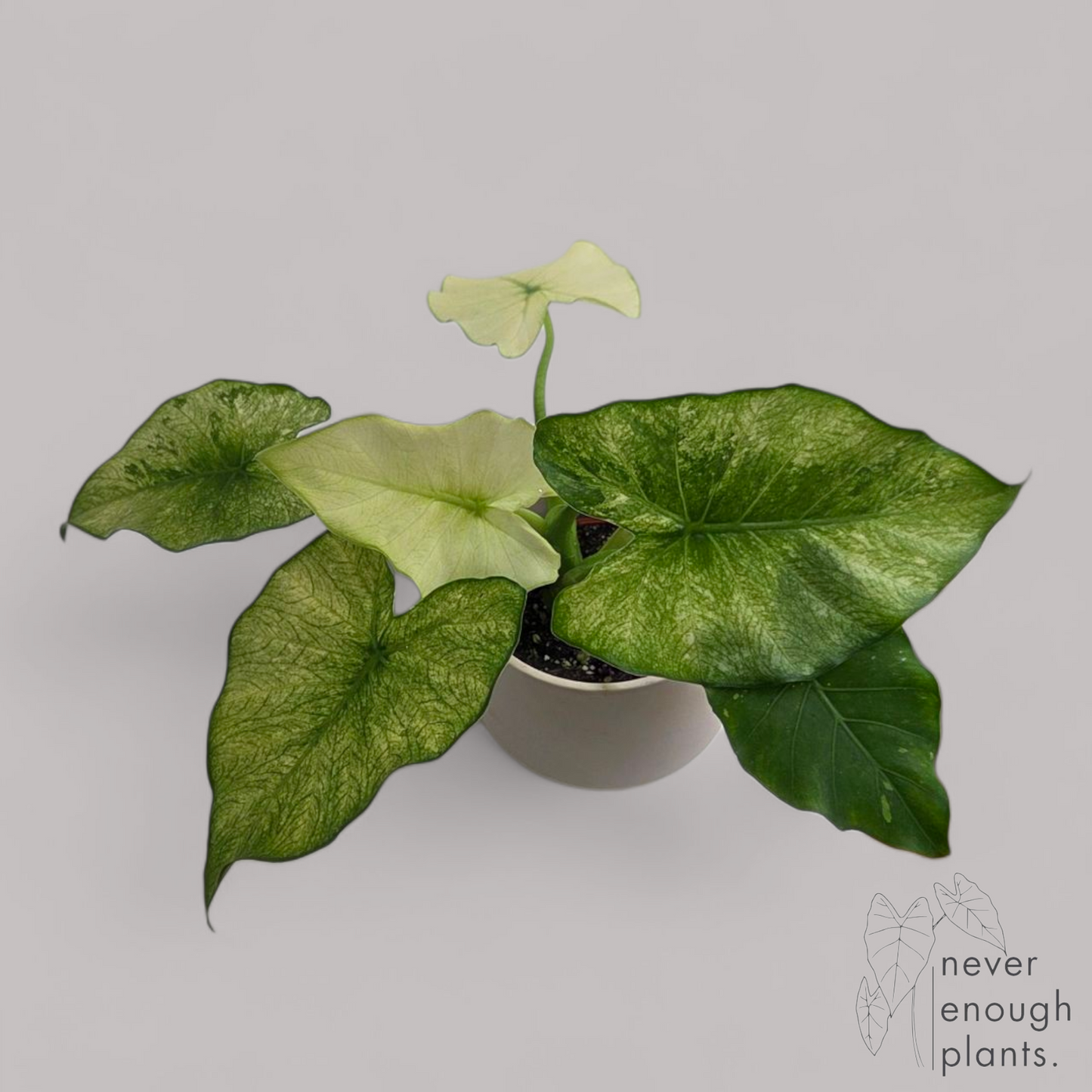 Alocasia Gageana Albo Variegata