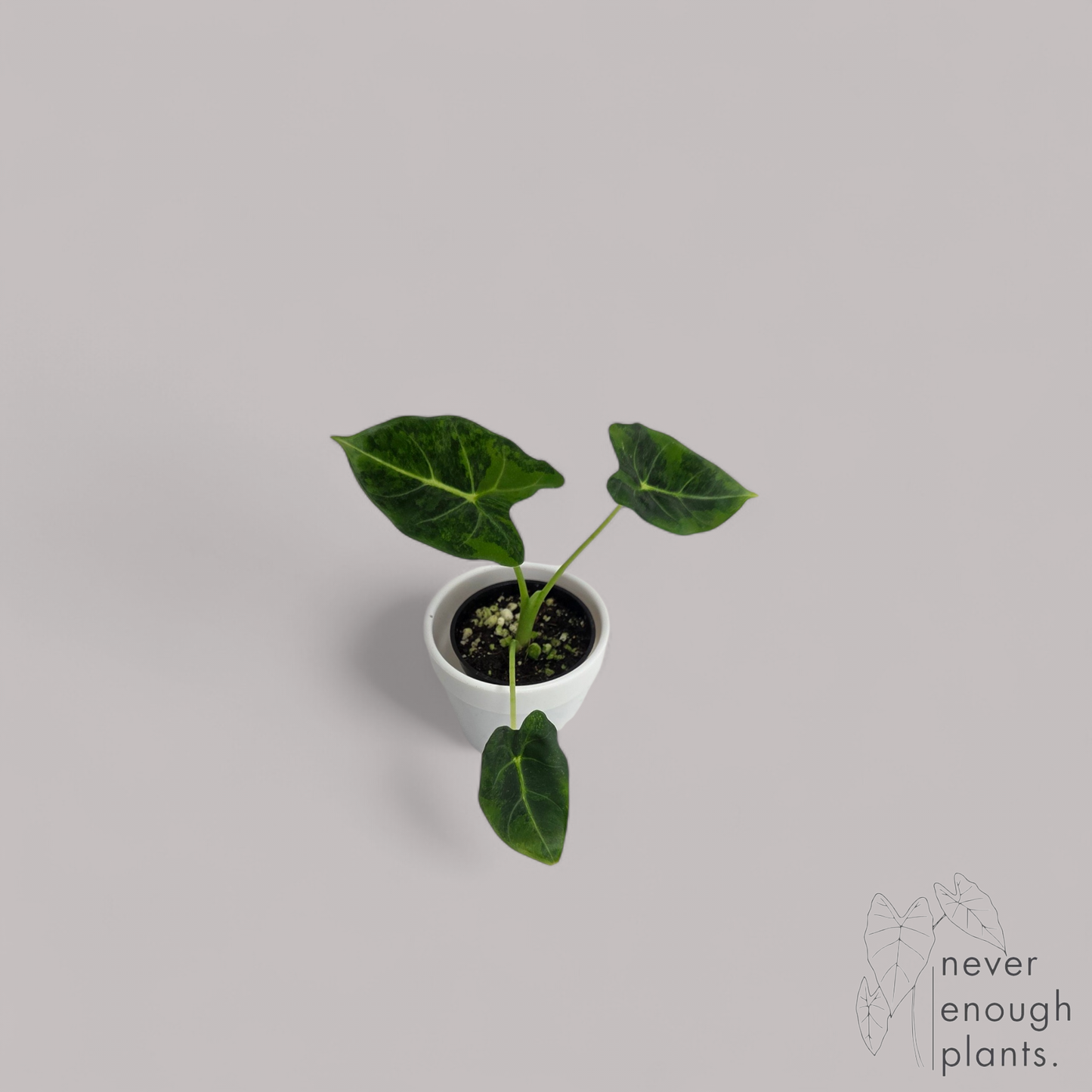 Alocasia 'Frydek' green on green