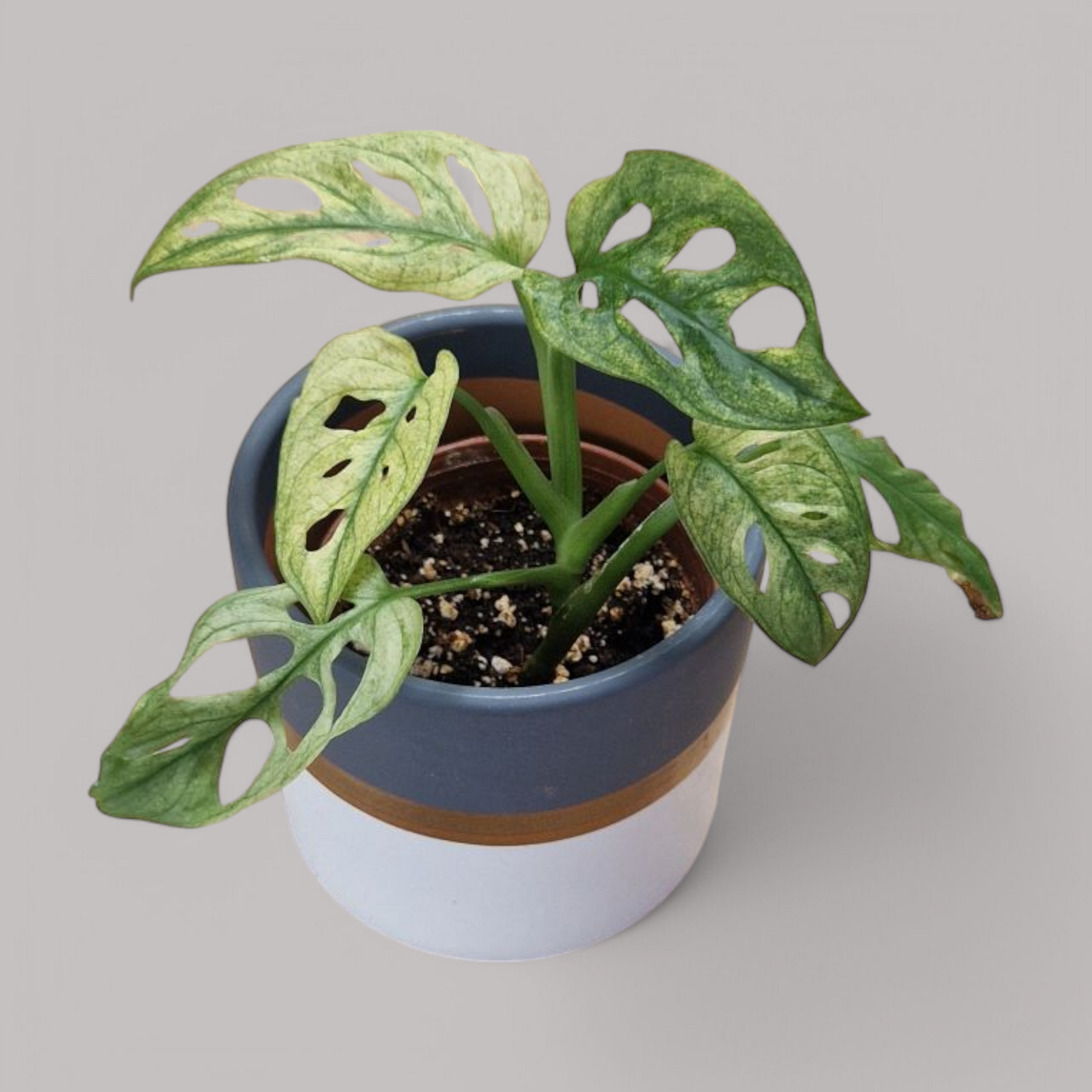monstera adansonii swedish ghost Monstera Adansonii Archipelago 'swedish ghost' – never enough plants