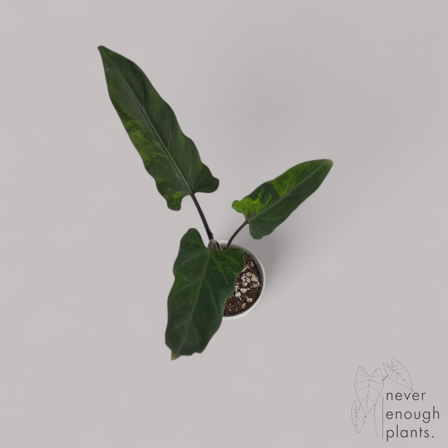 Alocasia Lauterbachiana Variegata
