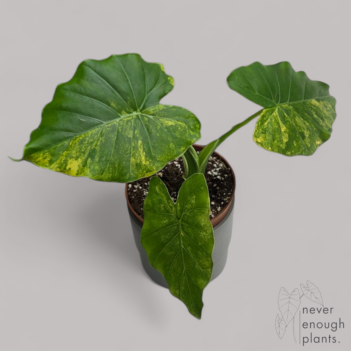 Alocasia Gageana Aurea Variegata