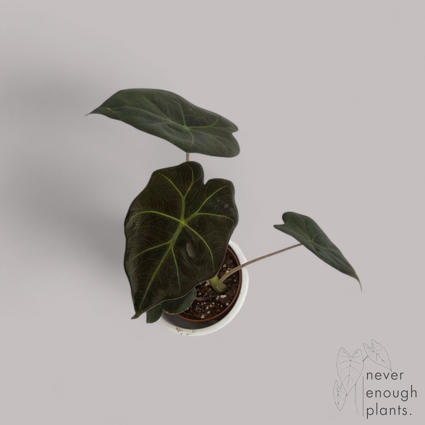 Alocasia Williams / Mayan Mask