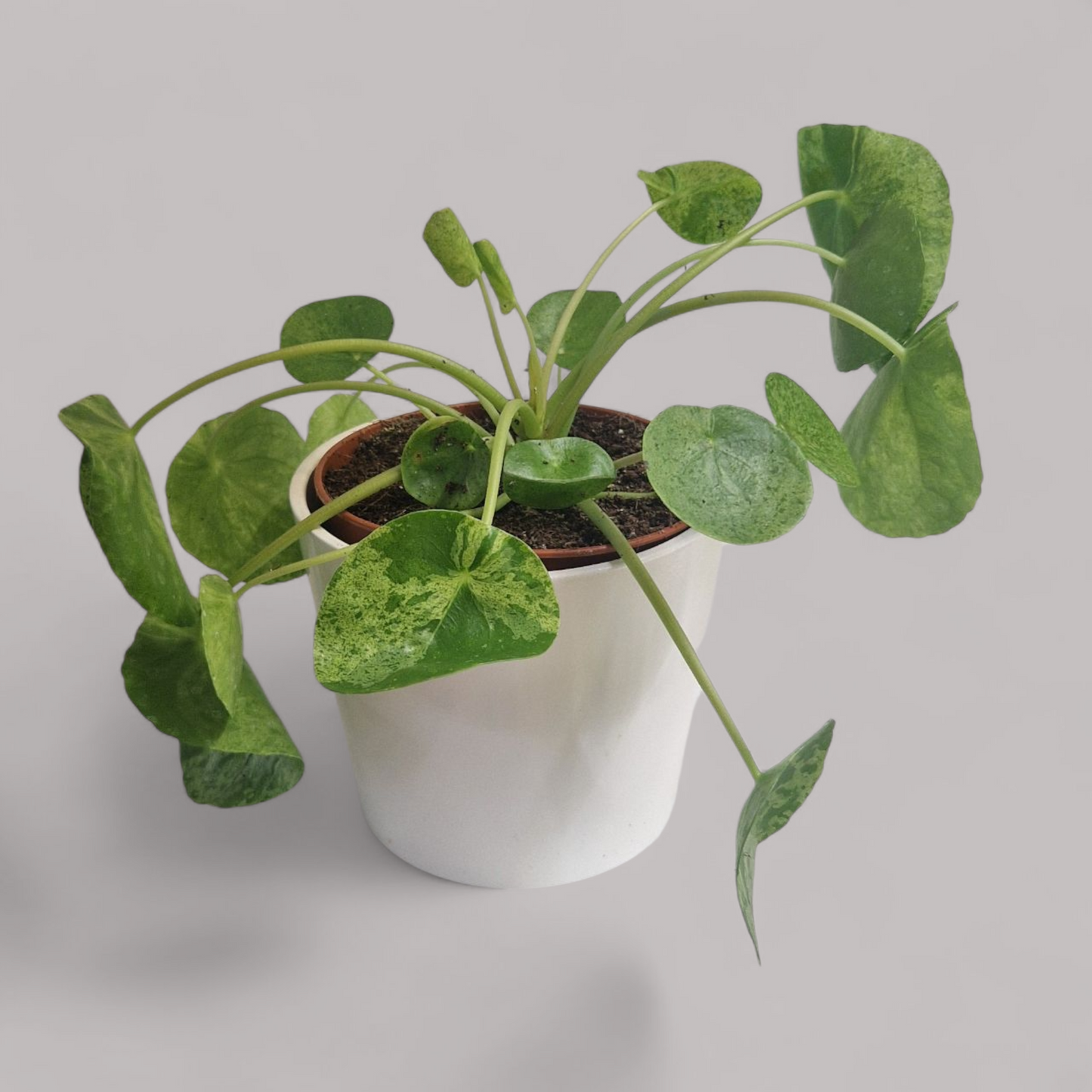 Pilea Peperomioides 'Mojito'