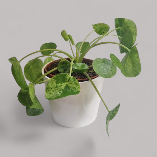 Pilea Peperomioides 'Mojito'