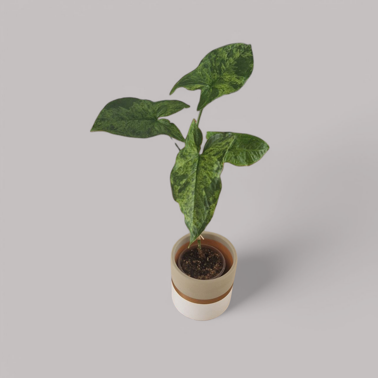 sad plant sale