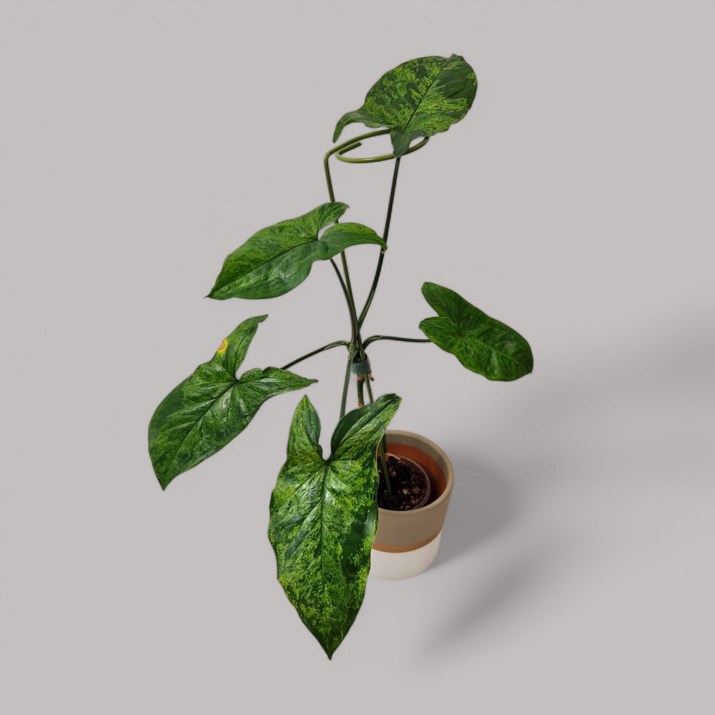 sad plant sale