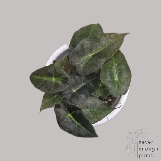 Alocasia Sanderiana Pink Variegata