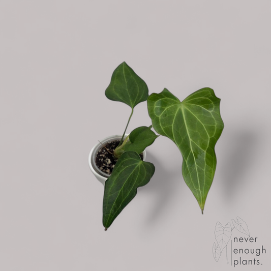 Anthurium Delta Force
