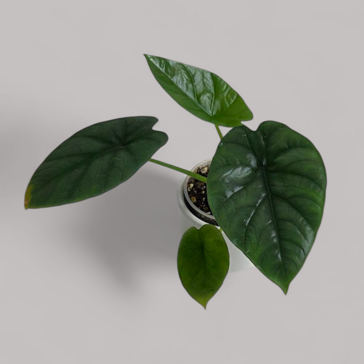 Alocasia 'Lukiwan'