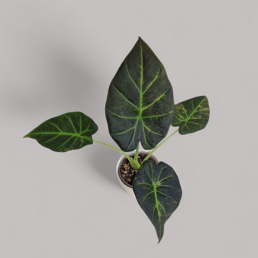 Alocasia 'Regal Shield' Aurea Variegata