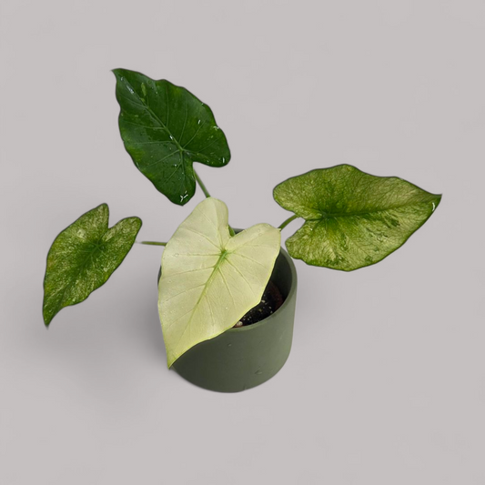 Alocasia Gageana Albo Variegata