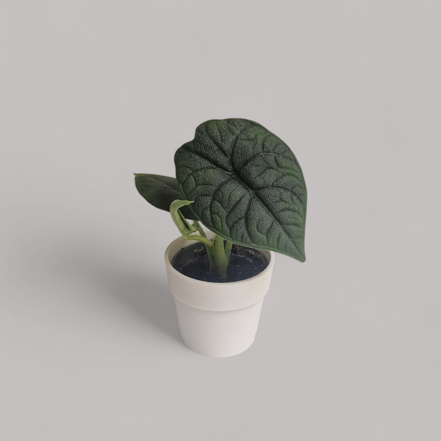 Alocasia 'Melo'