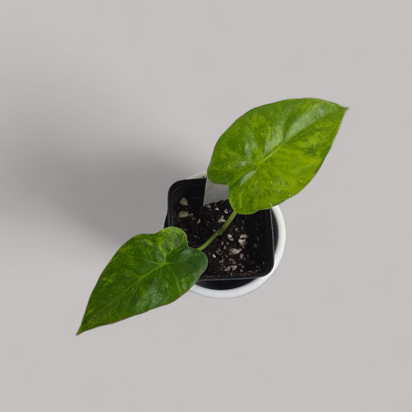 Alocasia Gageana Aurea Variegata