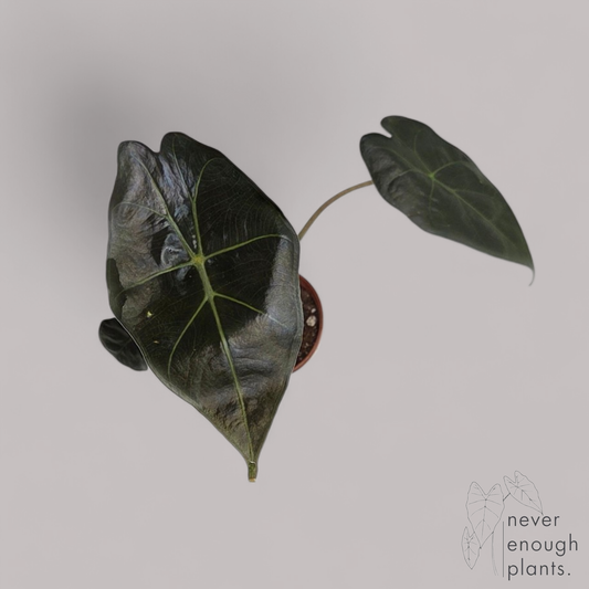 Alocasia Williams / Mayan Mask