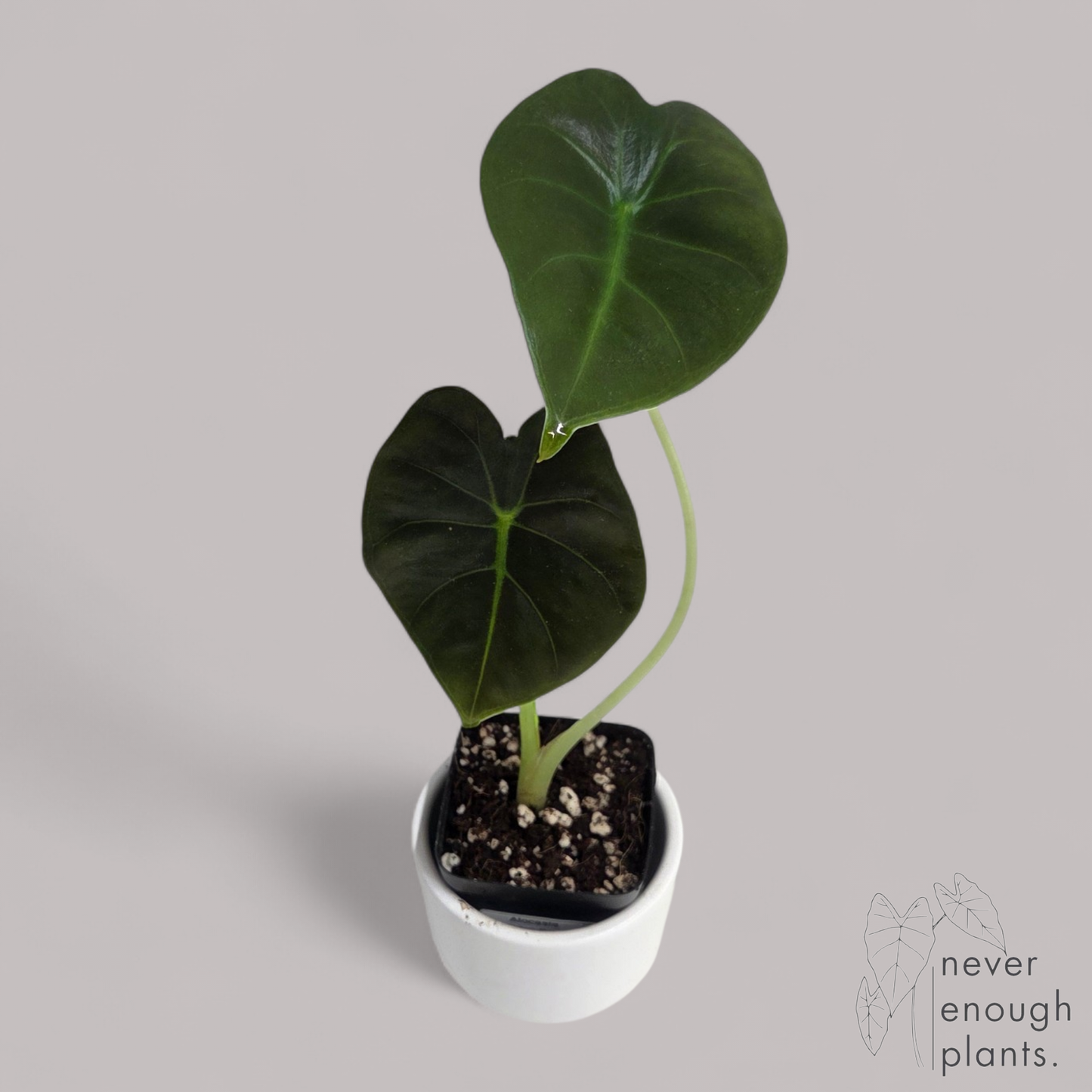 Alocasia Golden Bone