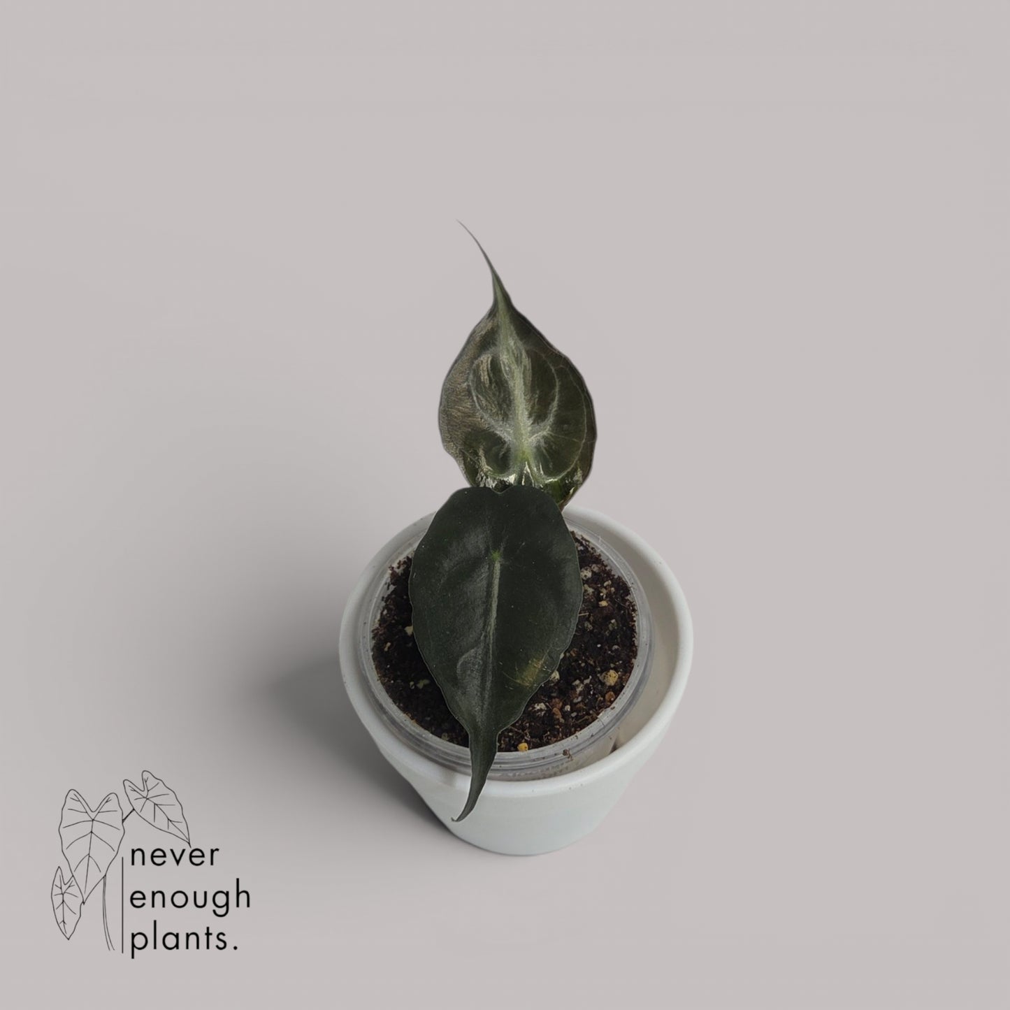 Alocasia Venom