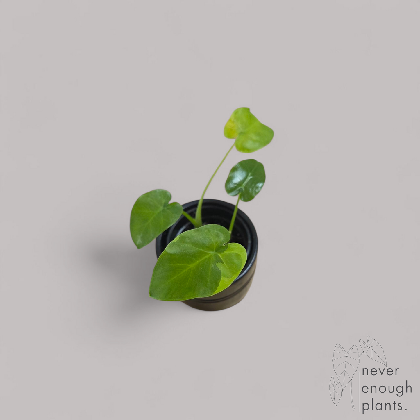 Leucocasia Aurea Variegata