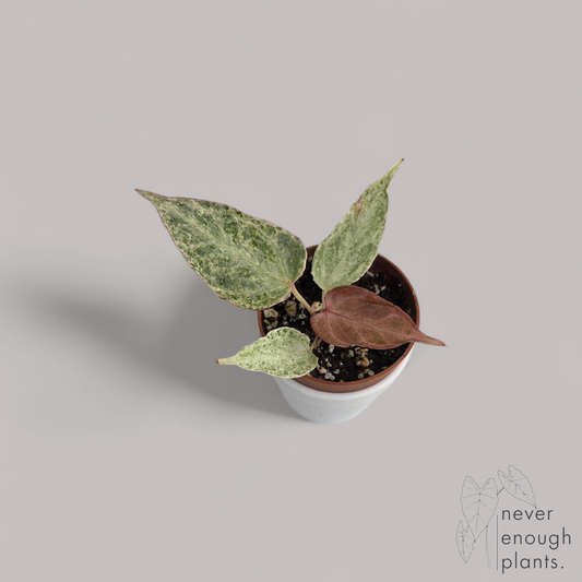 Anthurium Crystallinum 'Silver Blush Mint'