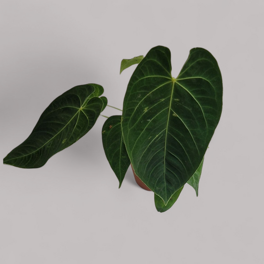 Anthurium Queremalense