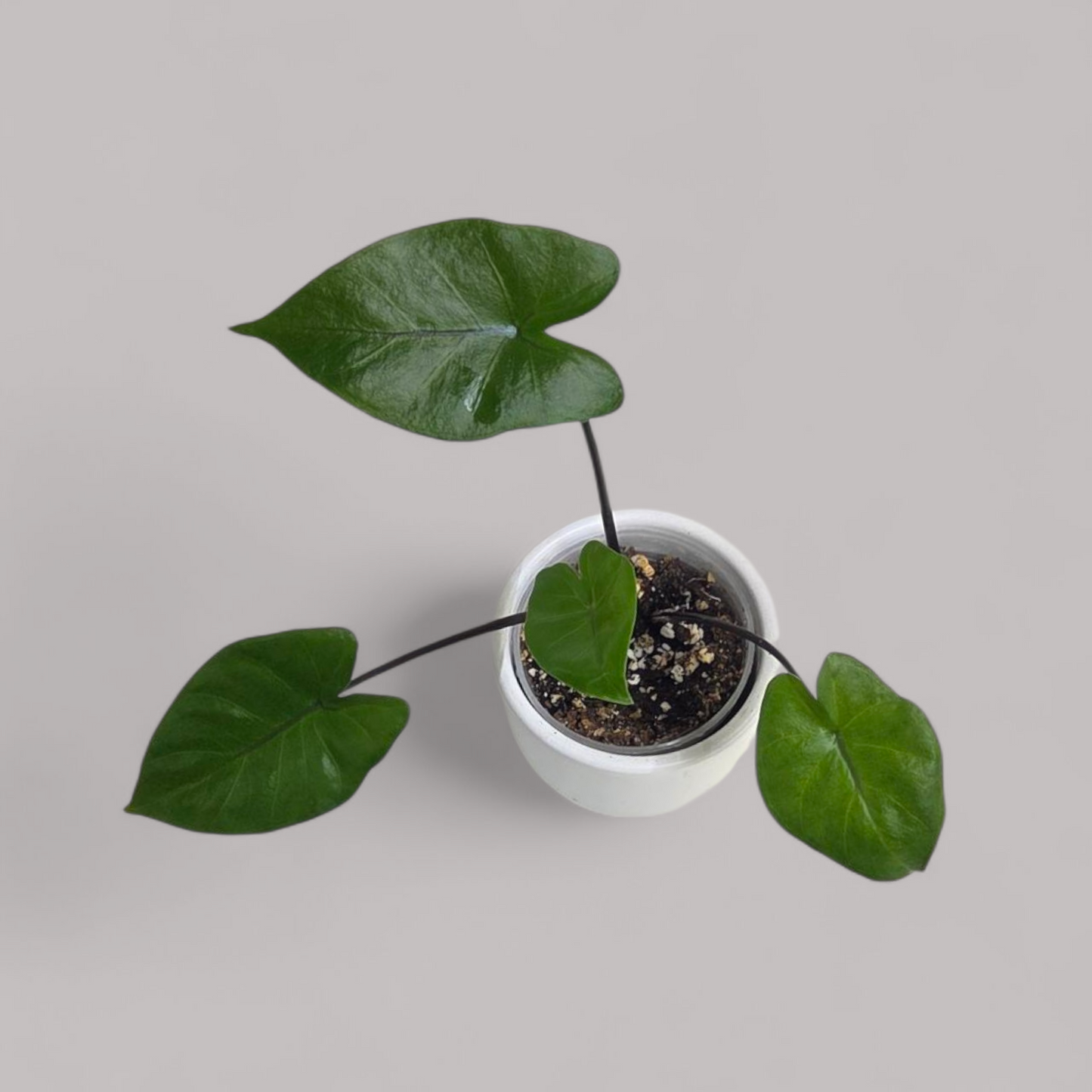 Alocasia Macrorrhiza 'Black Stem'