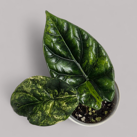 Alocasia Sinuata Variegata