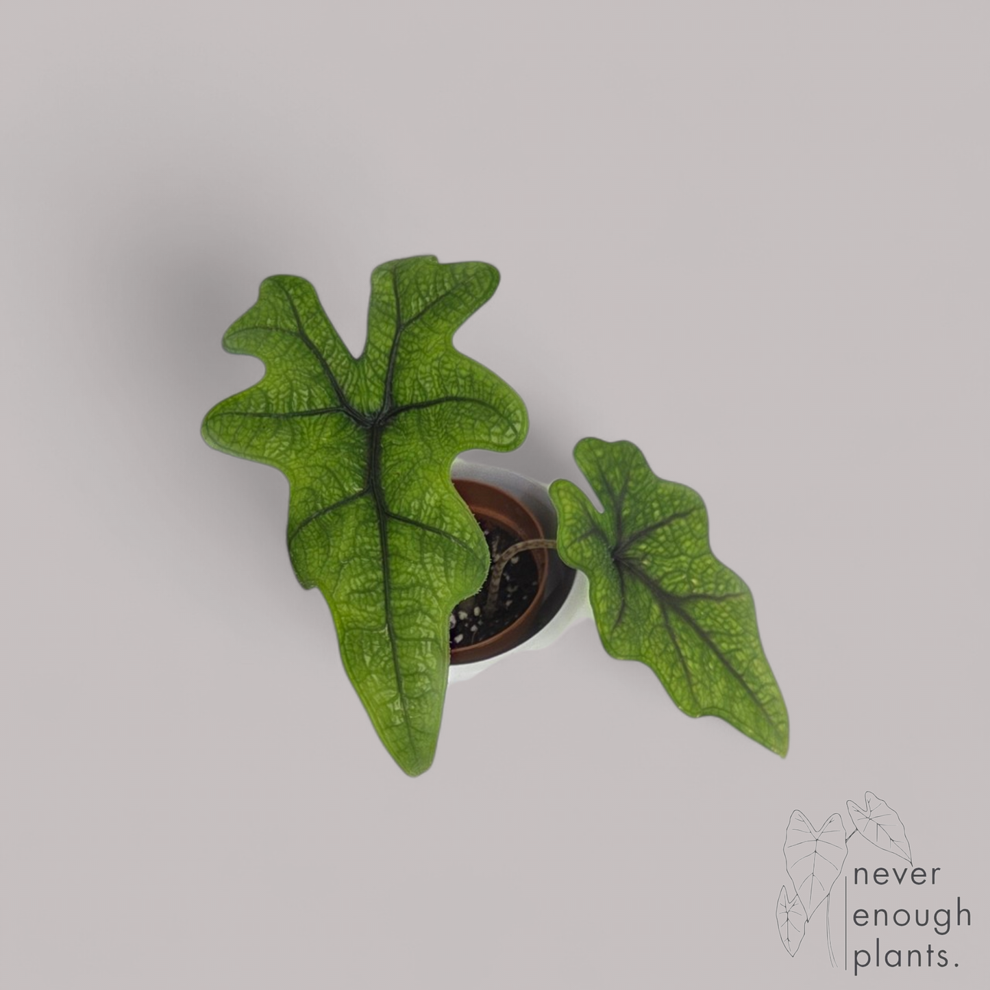 Alocasia 'Jacklyn'