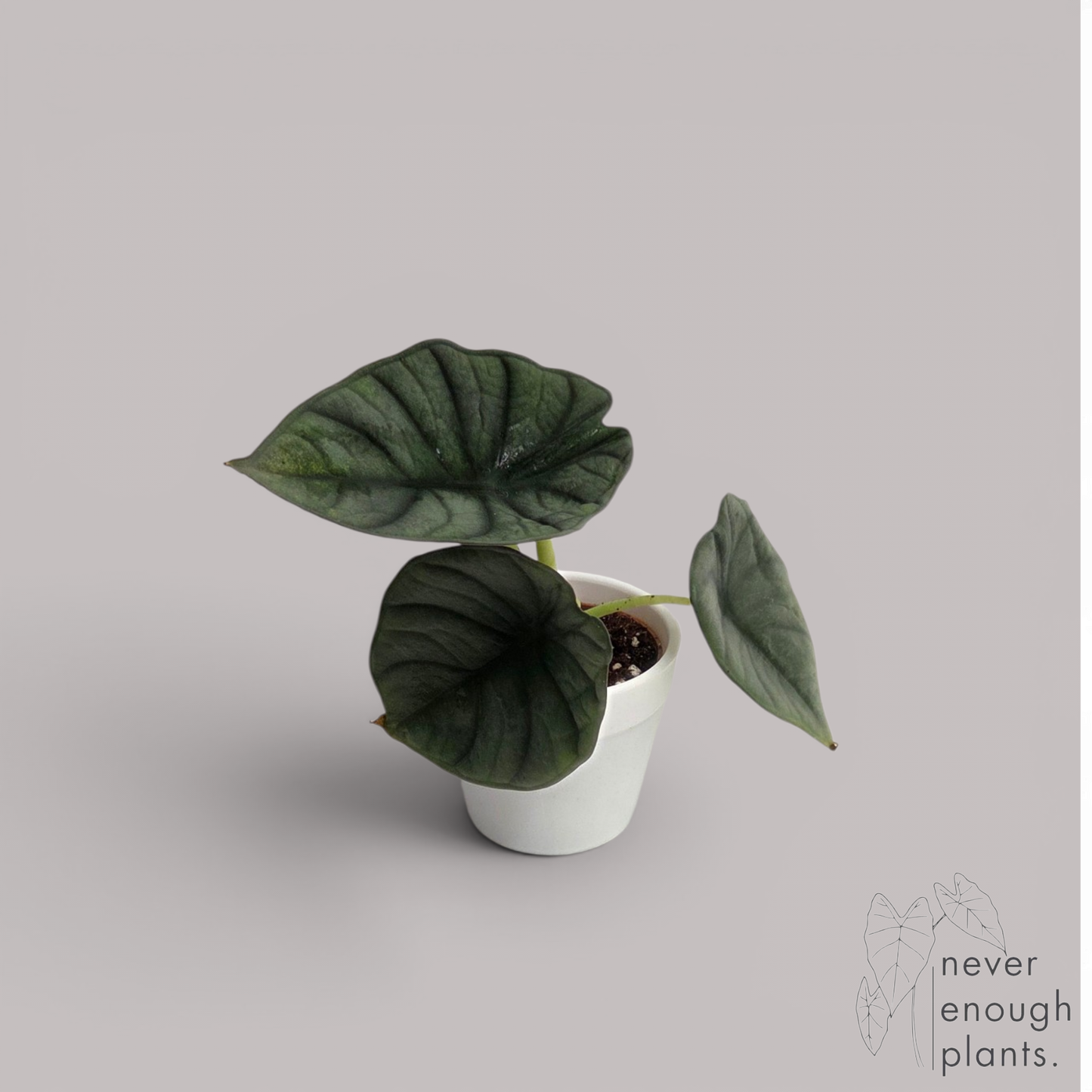 Alocasia Nebula