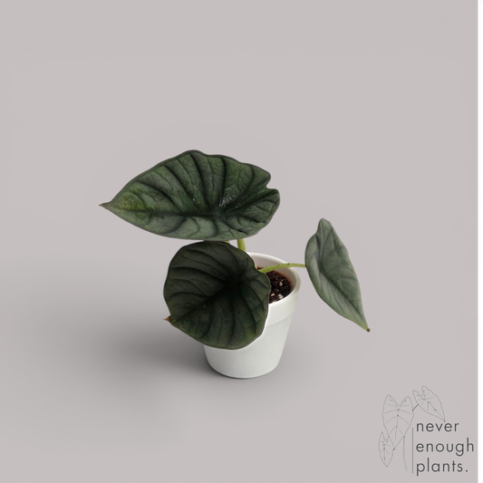 Alocasia Nebula