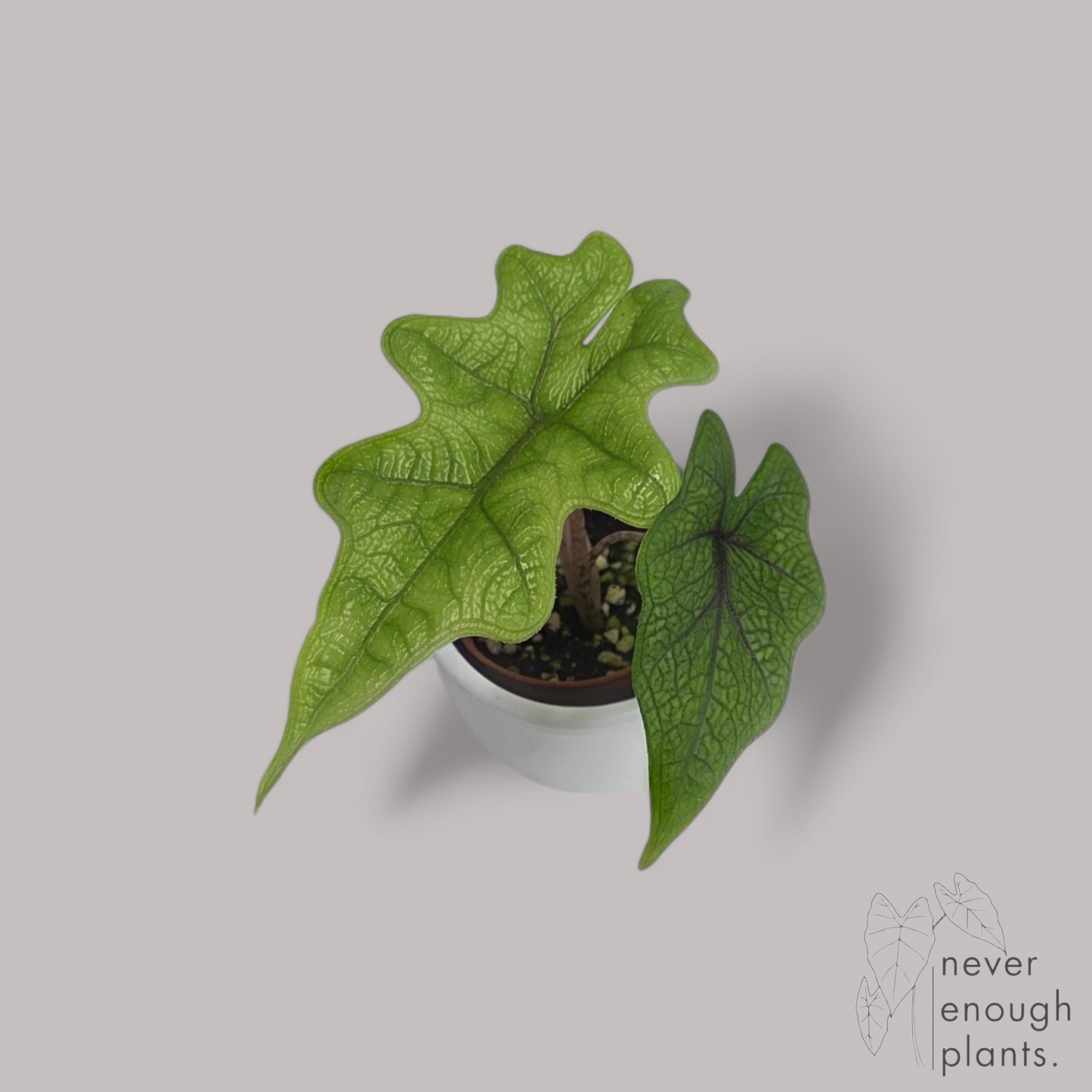 Alocasia 'Jacklyn'