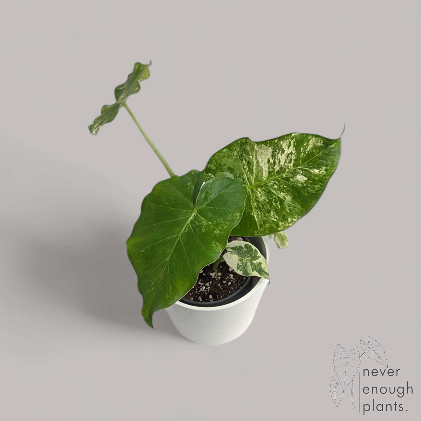 Alocasia Gageana Albo Variegata