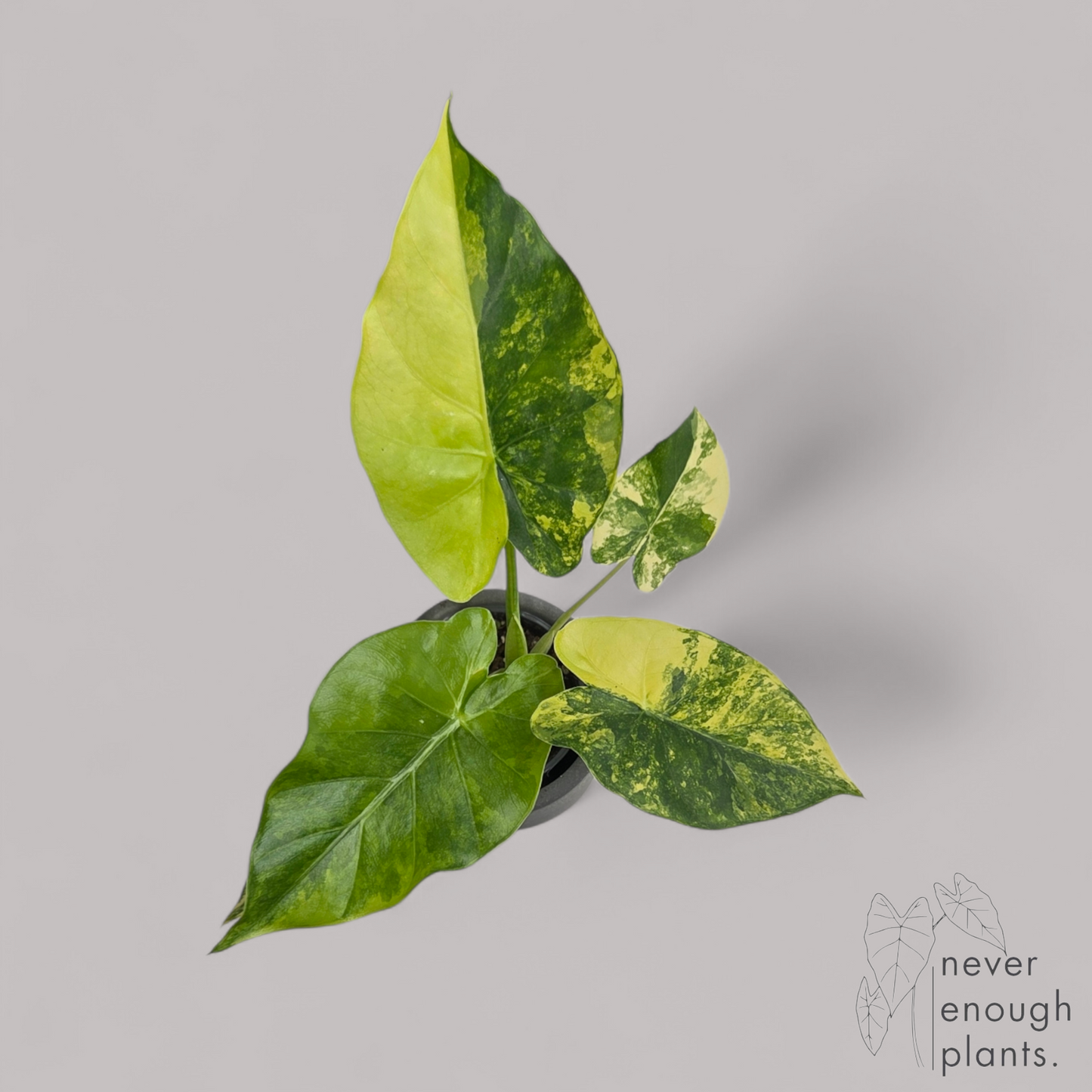 Alocasia Gageana Aurea Variegata