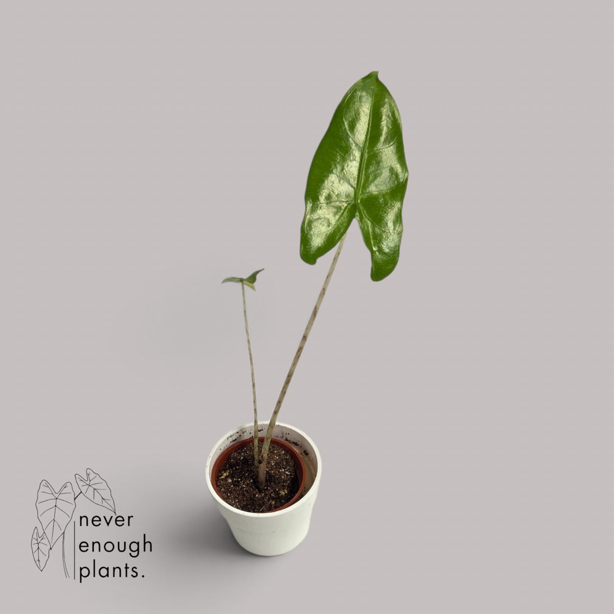 Alocasia Trigina