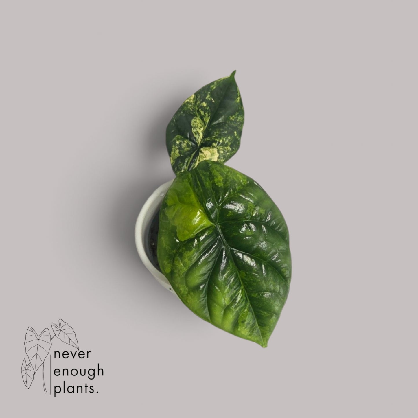 Alocasia Sinuata Aurea Variegata