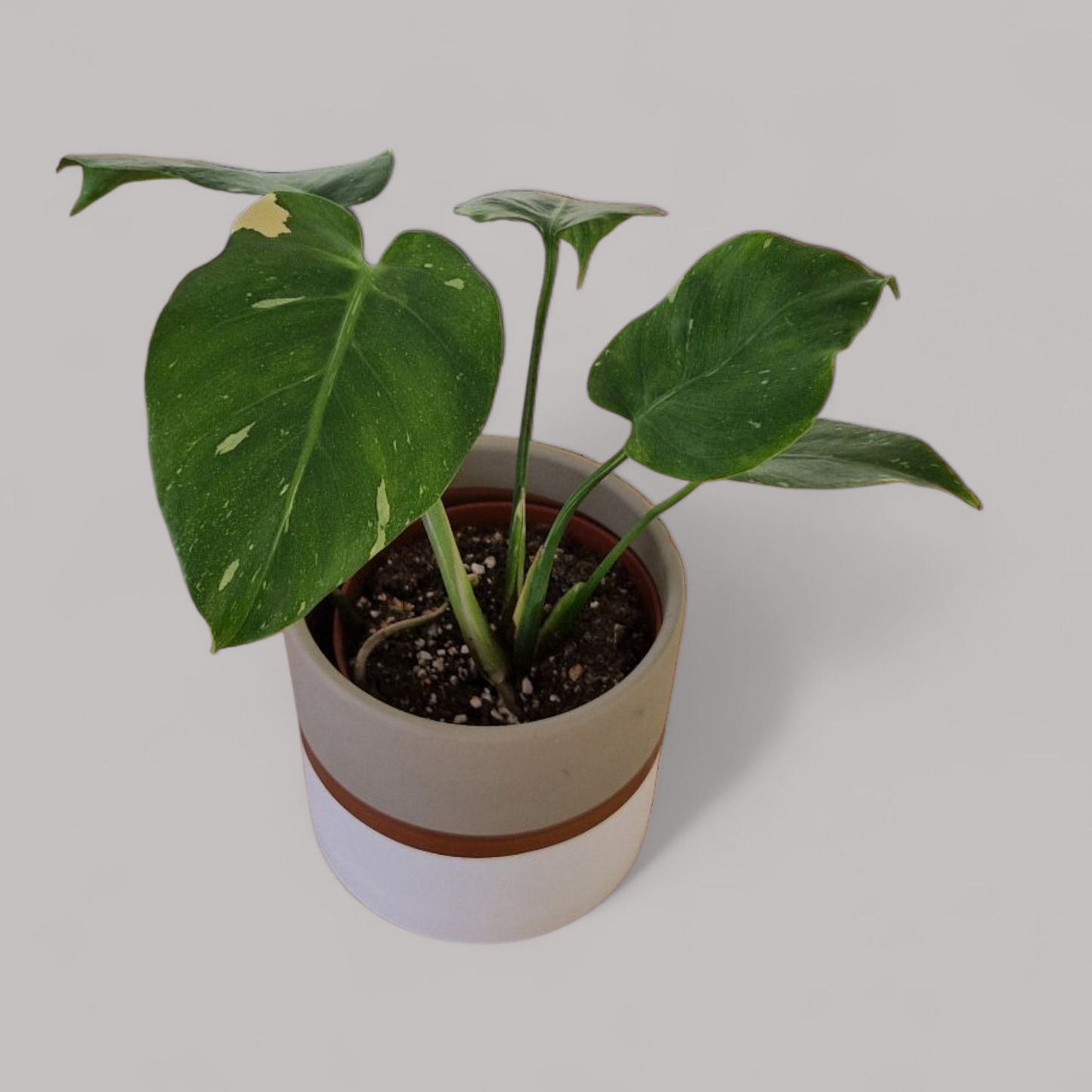 sad plant sale