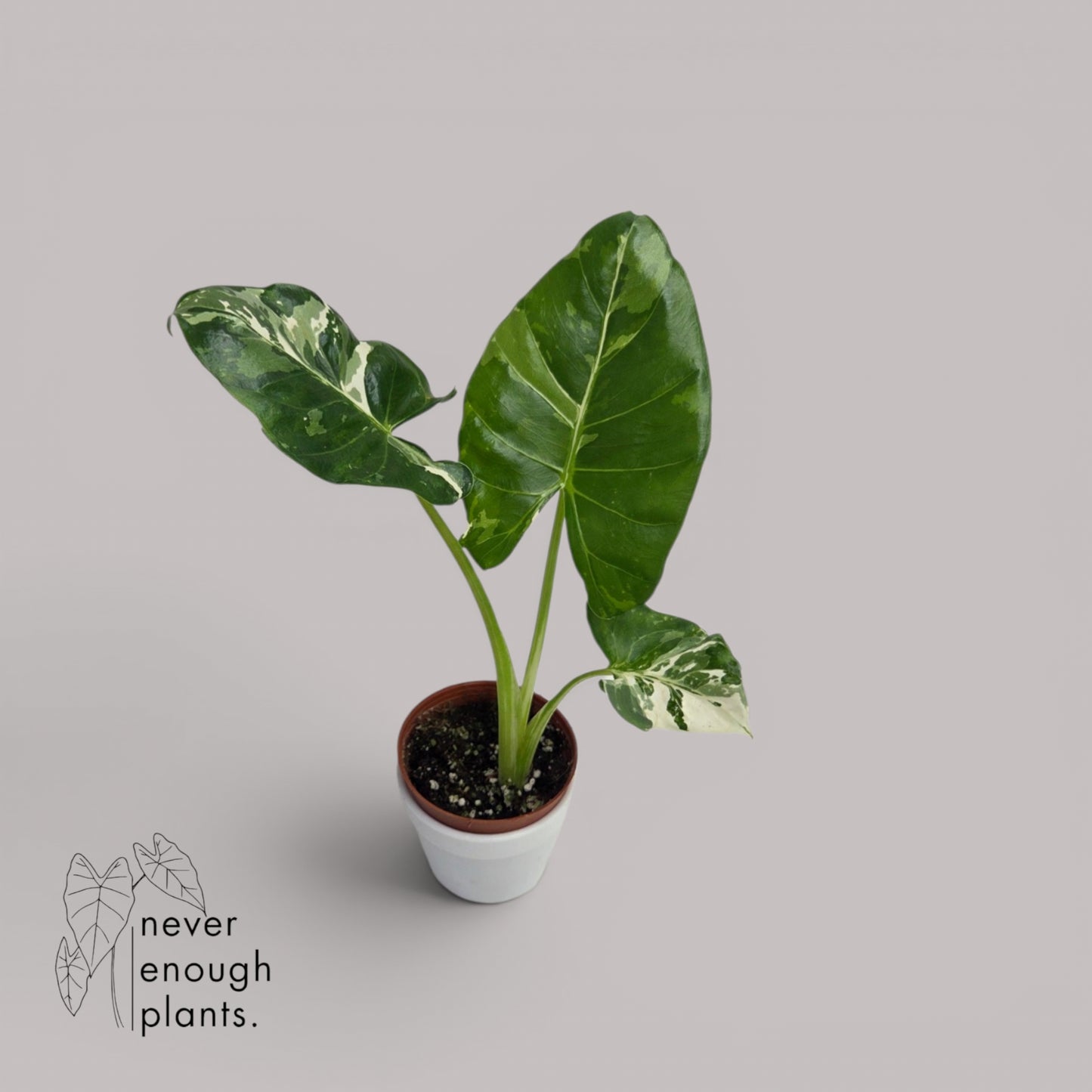 Alocasia Macrorrhiza albo variegata