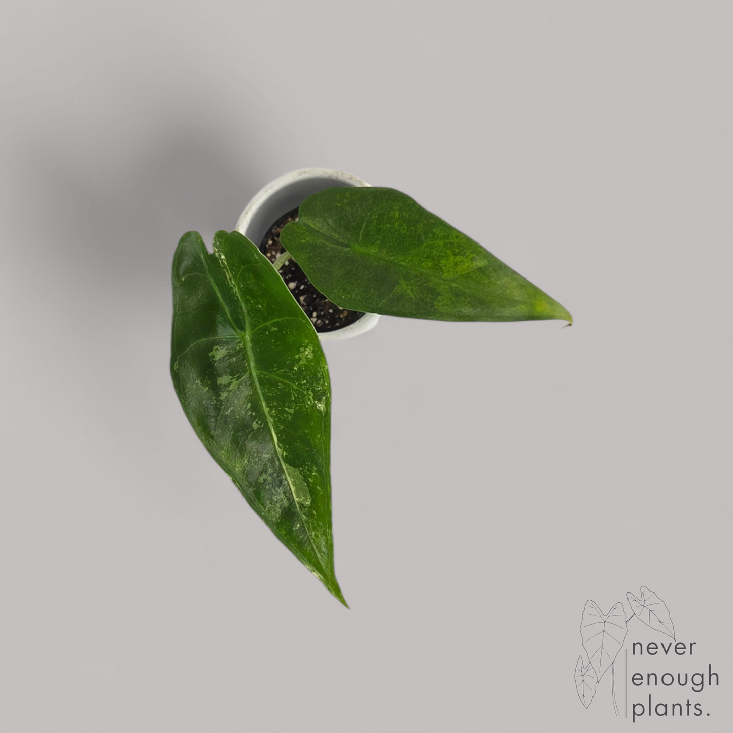 Alocasia Longiloba Aurea Variegata