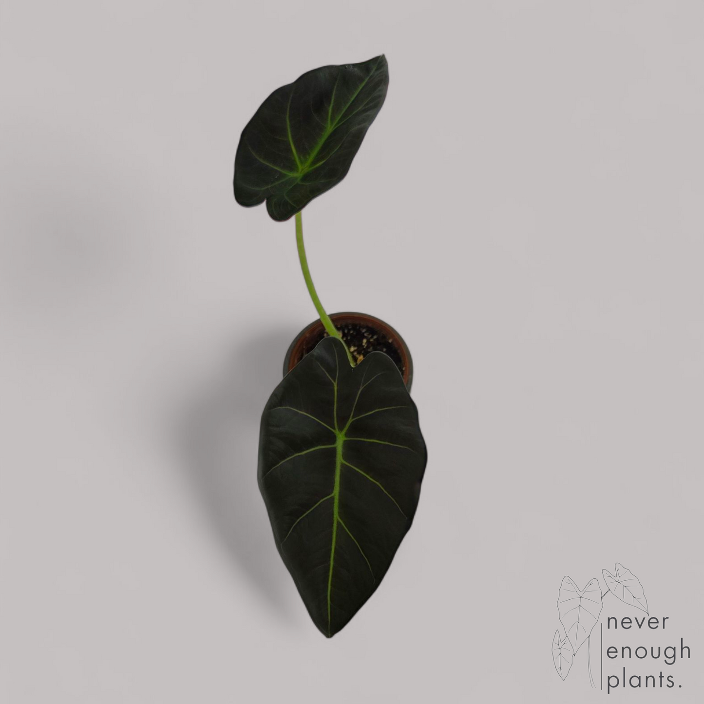 Alocasia 'Regal Shield'