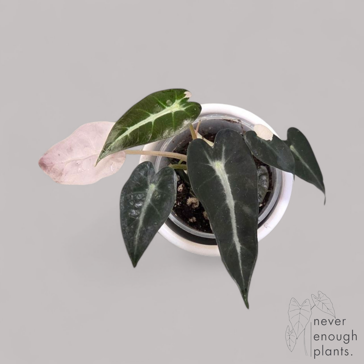 Alocasia Bambino Pink variegata