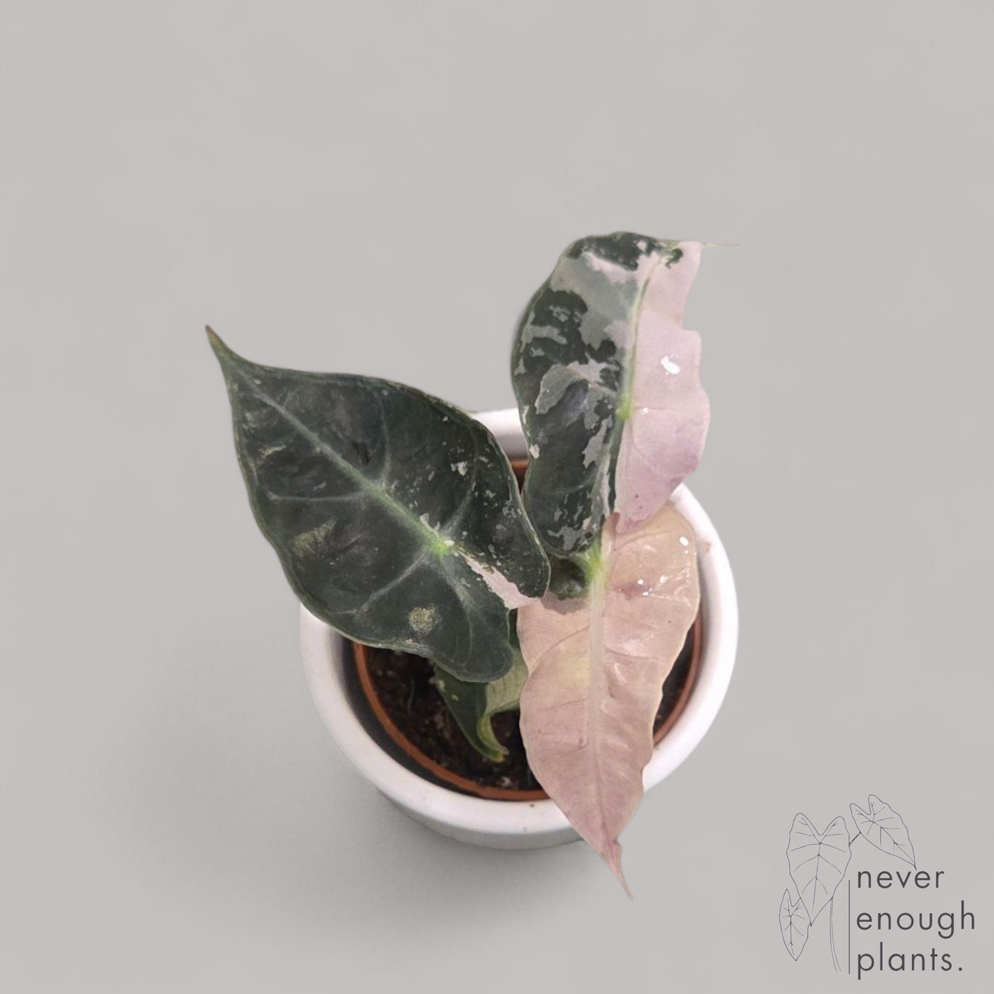 Alocasia Polly Variegata