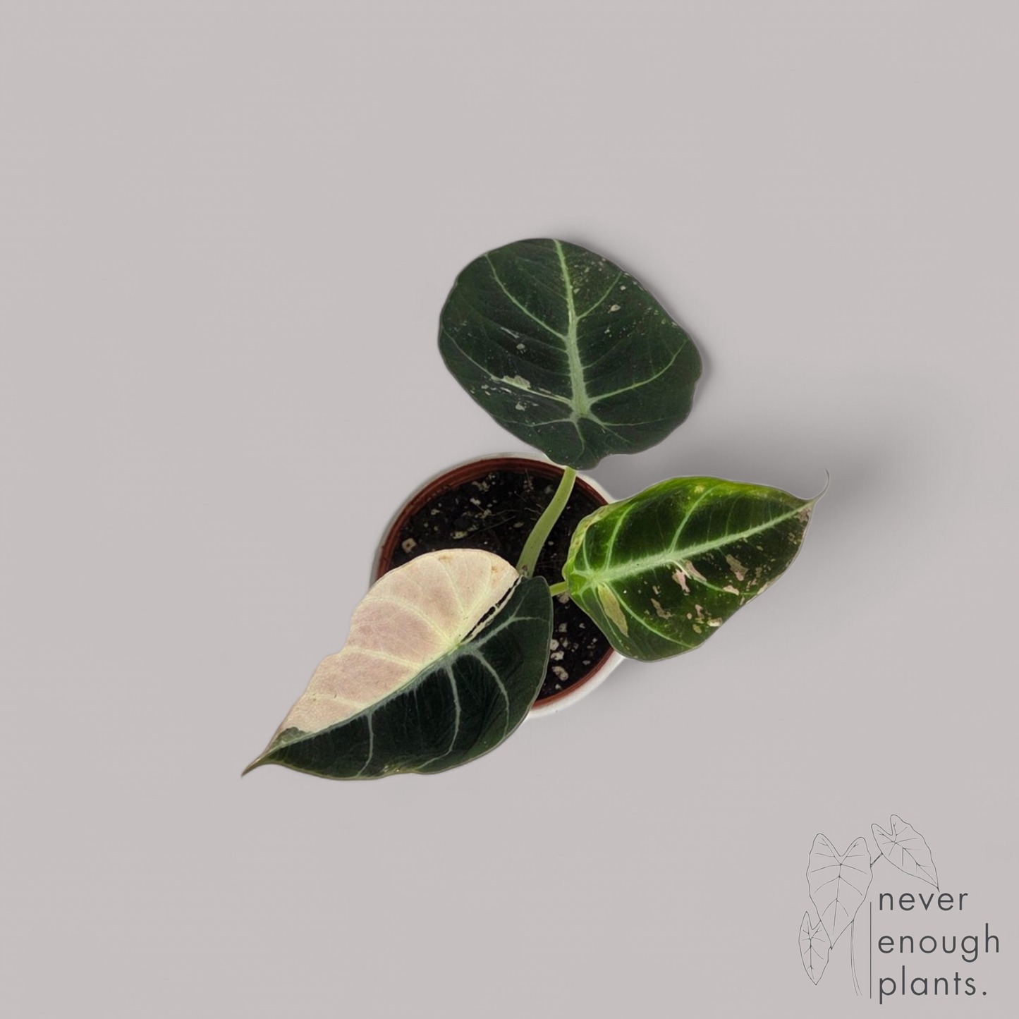 Alocasia Black Velvet variegata