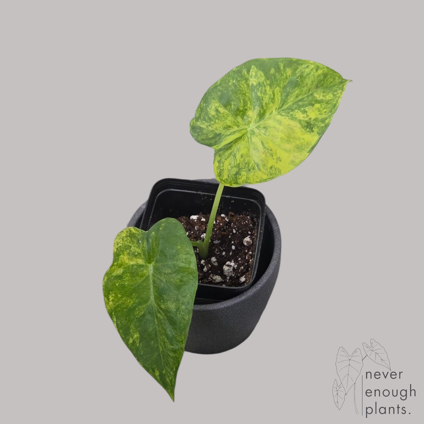 Alocasia Gageana Aurea Variegata